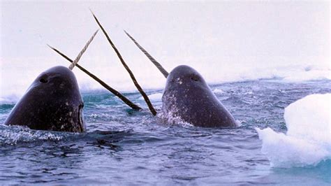 Scientists Record Rarely Heard Sounds Made By Narwhals