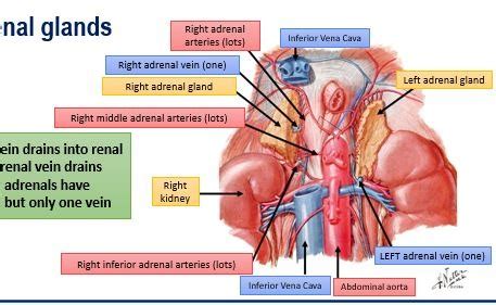 The Adrenal Gland Flashcards Quizlet