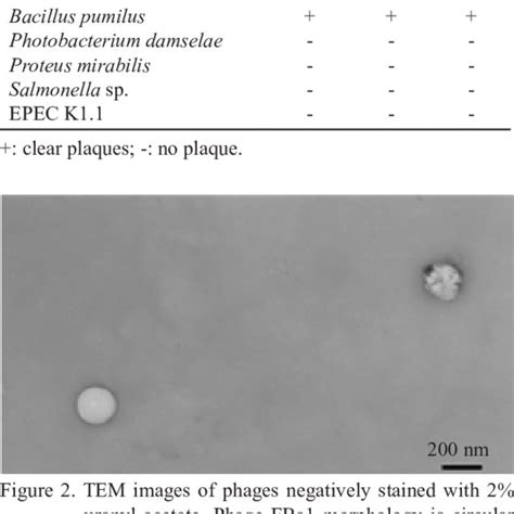 Morphology Of Plaques FBa1 A Large Plaque With Halo B FBa2 Medium