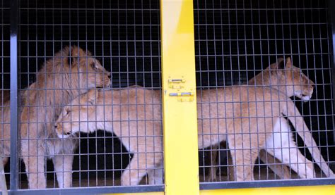 Société Puttelange Aux Lacs Tout Un Cirque Autour Des Animaux