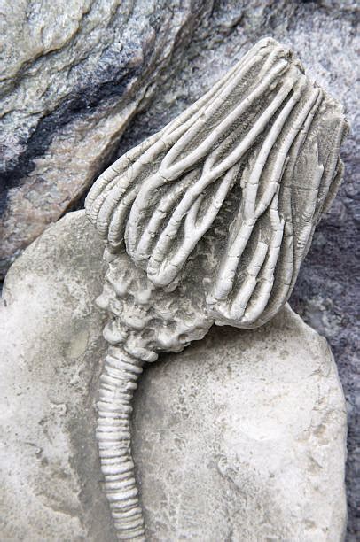 Crinoid Fossil Stock Photos, Pictures & Royalty-Free Images - iStock