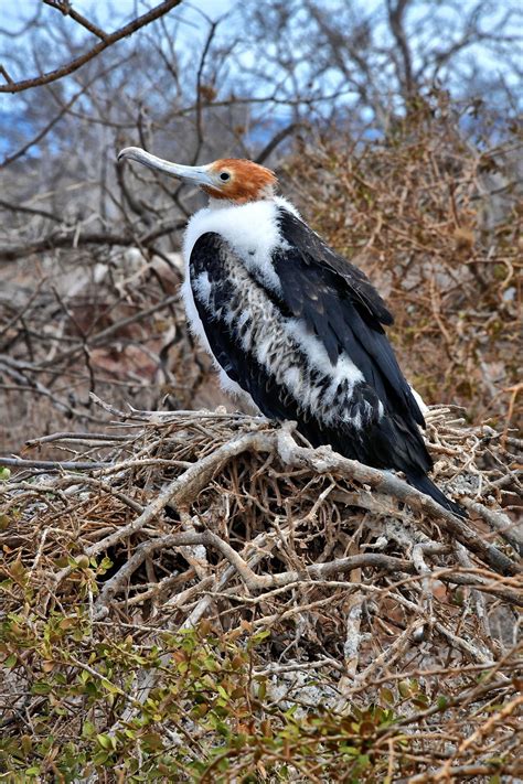 Juvenile Magnificent Frigatebird On North Seymour In Galápagos Ec