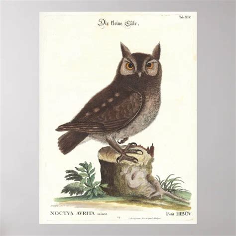 Eastern Screech Owl Catesby Seligman Reproduction Poster Zazzle