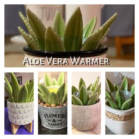 Aloe Vera Warmer Scentsy Aloe Vera Aloe