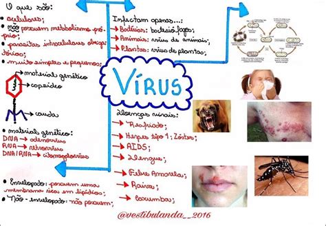 Mapas Mentais sobre VÍRUS Study Maps