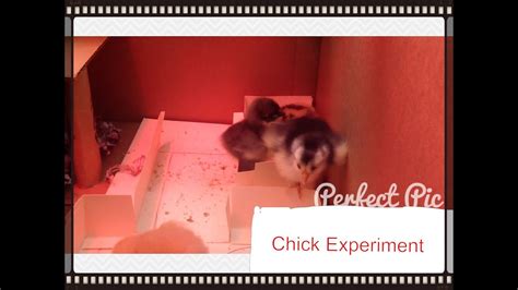 Chick Experiment Ep 1 Youtube