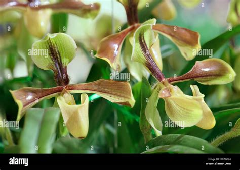 Las orquídeas Paphiopedilum flores florecen en primavera adornan la