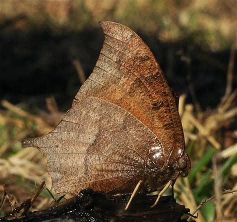 Goatweed Leafwing Butterfly Anaea Andria Bugguidenet