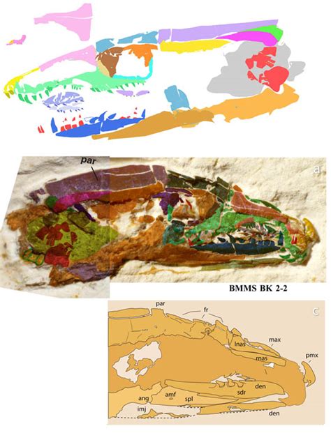 Tetrapodophis and Barlochersaurus