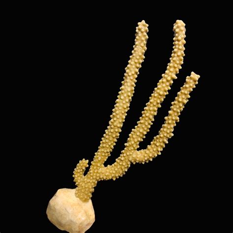 New Arrival Golden Knobby Gorgonian Photosynthetic Alyssas Seahorse