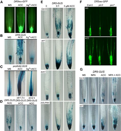 Induction Of Dr5 Reporter Expression By Ethylene In The Root Meristem