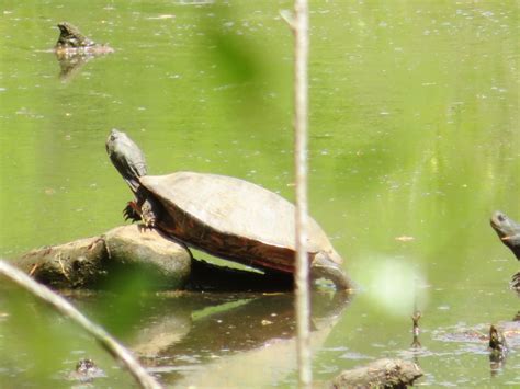 Northern Red Bellied Cooter From Anne Arundel County MD USA On April