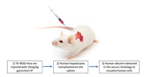 Humanized Liver Rodent Models Hera Biolabs