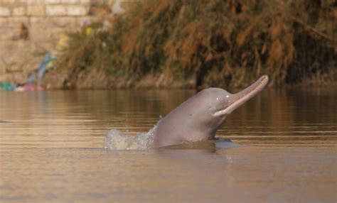 The endangered Indus River Dolphin is making an extraordinary comeback ...