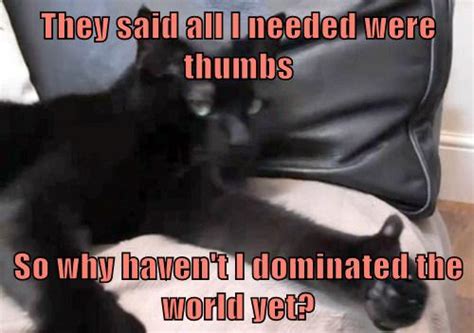 World Domination Is Not That Easy Lolcats Lol Cat Memes Funny