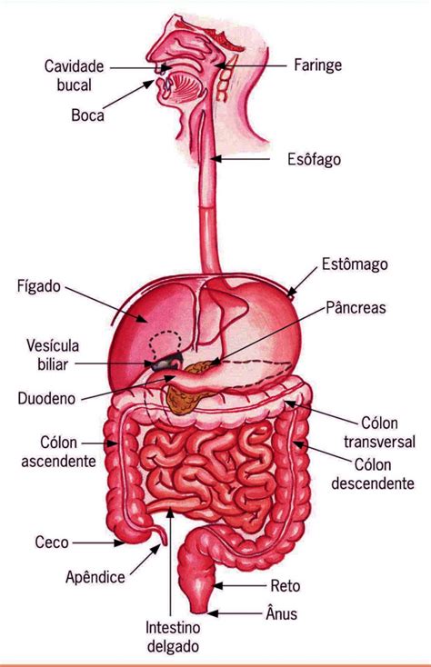 Arquivo De Modulo Curso Saúde Integral