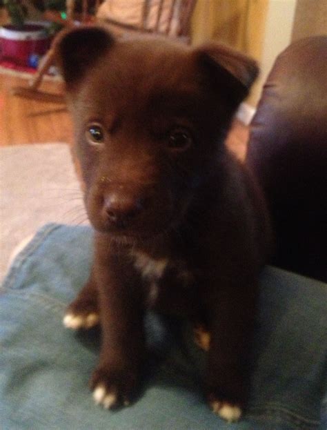 Chocolate Lab Husky Mix Puppy at Edna Mondragon blog