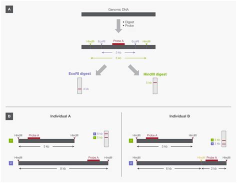 Restriction Enzymes In Genome Mapping And Analysis Thermo Fisher