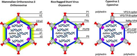 Frontiers Mechanisms Of Cell Entry By Dsrna Viruses Insights For