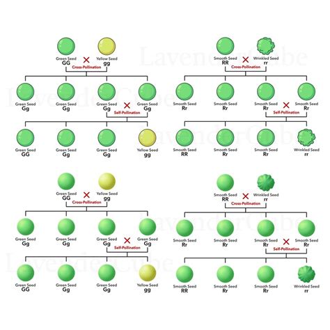 Genetics Diagrams Mendel's Pea Plant Experiment Punnett Square Teacher Resources Homeschool ...