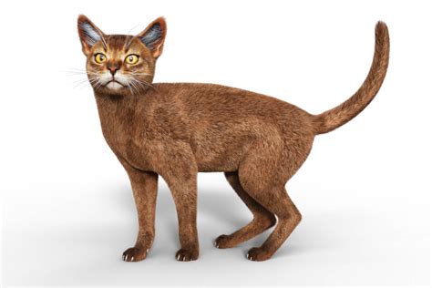 Abyssinian For Cat Mars Daz Content By Vyusur