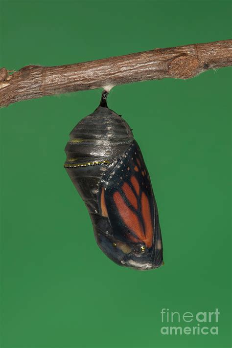 Butterfly Chrysalis