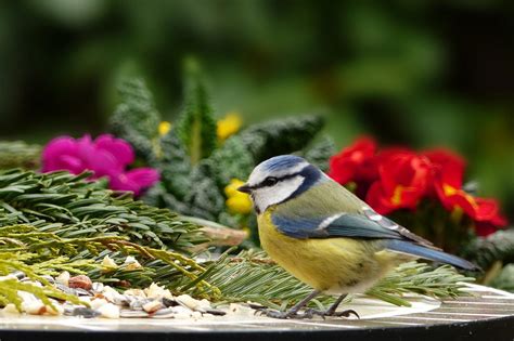 Attracting Birds to The Garden - Pioneerthinking.com