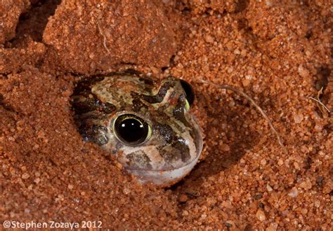 An Ornate Burrowing Frog Platyplectrum Ornatum Frogs Are Awesome