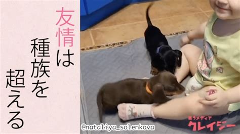 心が温まる！赤ちゃんと子犬たちの種族を超えた友情 笑うメディア クレイジー Yahoo Japan