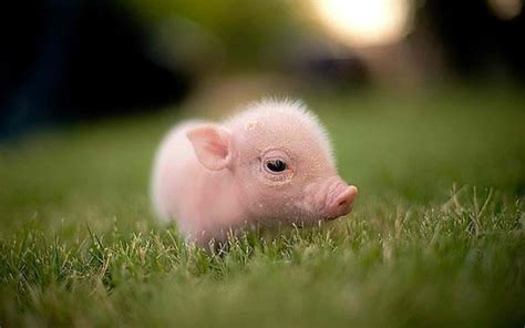 Download Pig Pictures | Wallpapers.com