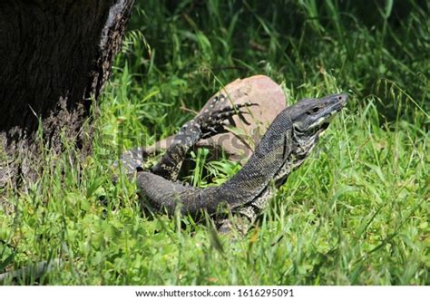 Australian Goanna Native Habitat Stock Photo 1616295091 | Shutterstock