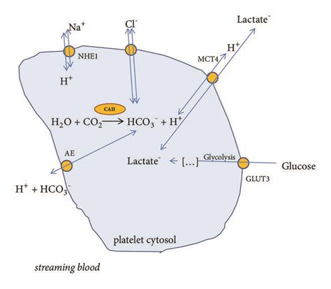 A Potential Role Of Carbonic Anhydrase In The Regulation Of Platelet