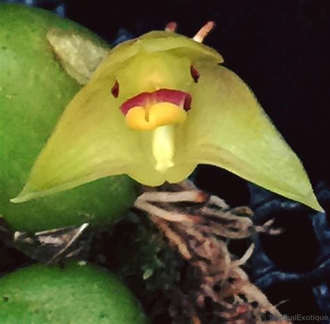 Bulbophyllum Oblongum Nasutum