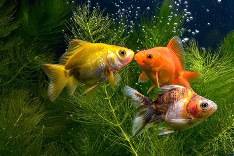 Goldfish | Breeds, Goldfish, Fish pet