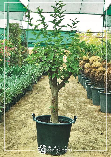 Guava Tree - Green Experts Landscape LLC