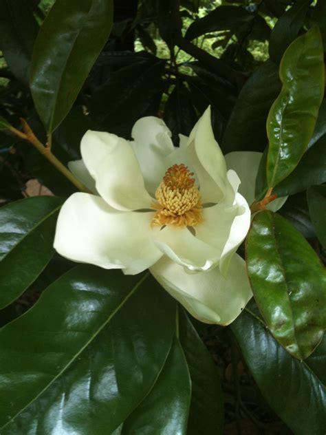 Magnolia Desert Flowers, Wild Flowers, Magnolias, Mississippi, Secret ...