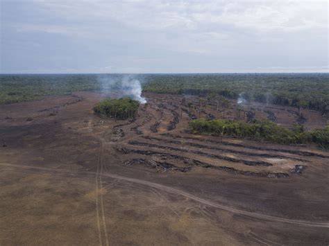 Alertas De Desmatamento Apontam Para Km De Destrui O Na Amaz Nia