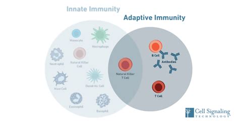 Immunology: How Does the Adaptive Immune System Work?