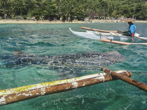 Oslob Whaleshark And Kawasan Falls Private Tour Cebu Project Expedition