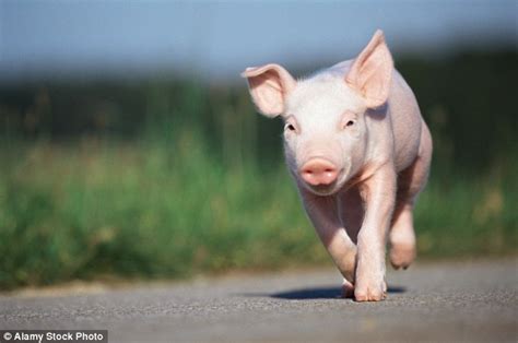 Pigs Grunts And Squeals Help Show Off Their Personalities And How