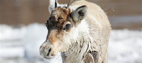 Recovery stories — Caribou Conservation Alliance