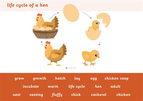 Life Cycle of a Hen Word Mat | Free Early Years & Primary Teaching ...