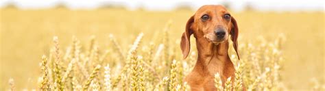 Dachshund Training in Sydney - Pets Training and Boarding