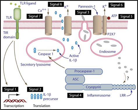 A Signal For The Caspase 1 Inflammasome Free Of TLR Immunity