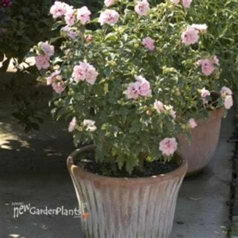 Hibiscus Sugar Tip Rose Of Sharon New Garden Plants