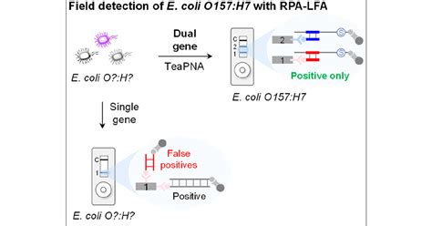 Dual Gene Isothermal Amplification Coupled With Lateral Flow Strip For