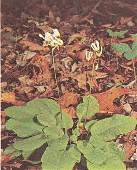 Dodecatheon Media Shooting Star Perennial Seeds