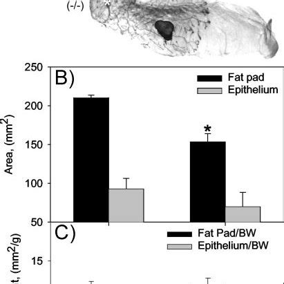 Normal Virgin Mammary Ductal Development In Irs Null Mice