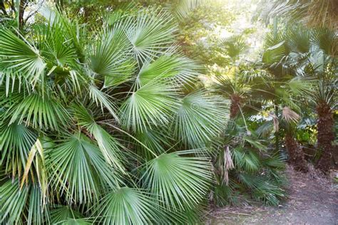 Beautiful Lush Tropical Palm Trees Foliage In A Natural Botanic Garden