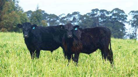 Benefits of Grass Fed Beef - Maleny Black Angus Beef